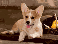 Набор для раскрашивания по номерам ФРЕЯ PNB/R1 №71 Вельш-Корги 50х40 см